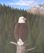 Bald Eagle